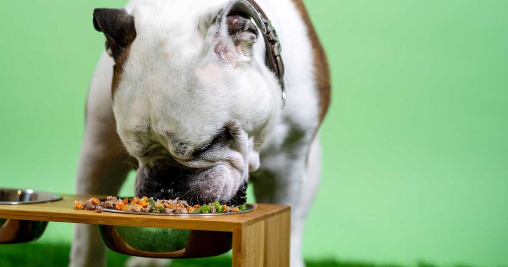 All-About-Dog-Food