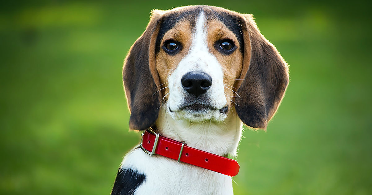 Beagle-Dog