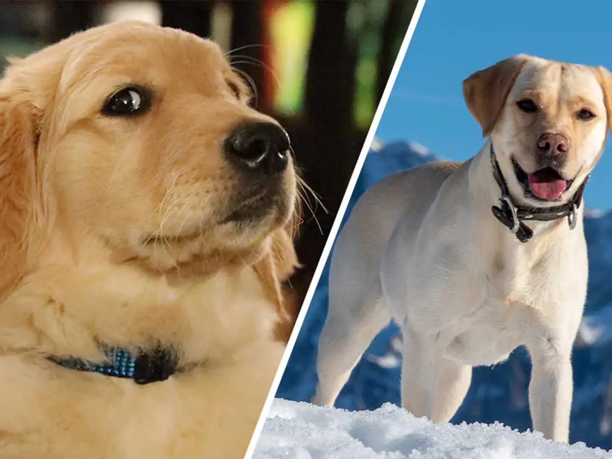 Labrador Dog vs. Golden Retriever