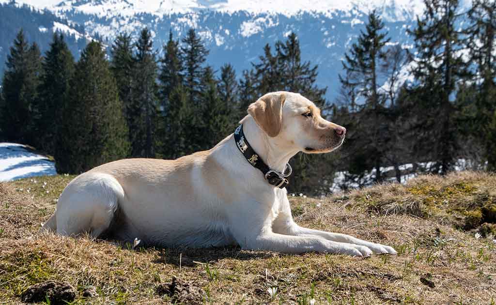 Labrador-Dog-vs.-Golden-Retriever