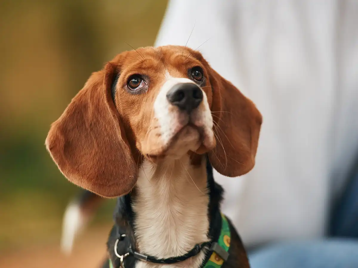 Unraveling the Myth: Are Beagles Hypoallergenic?