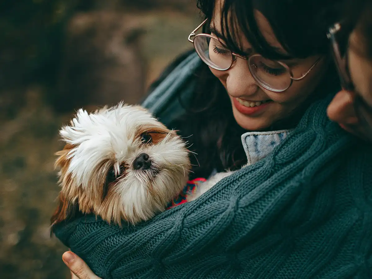 Debunking Myths: Why Shih Tzu Are The Worst Dog
