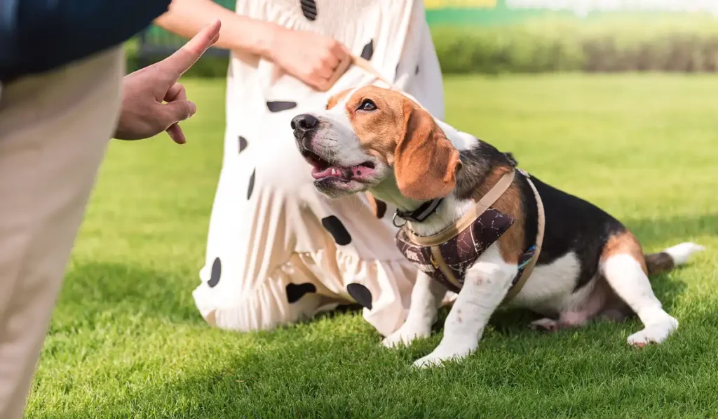 adopt a beagle