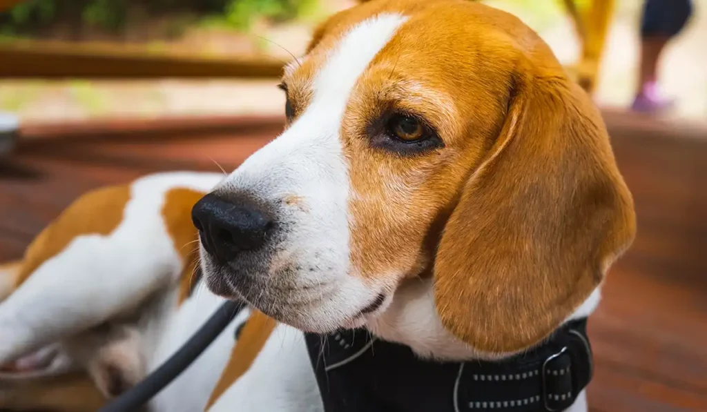 adopt a beagle