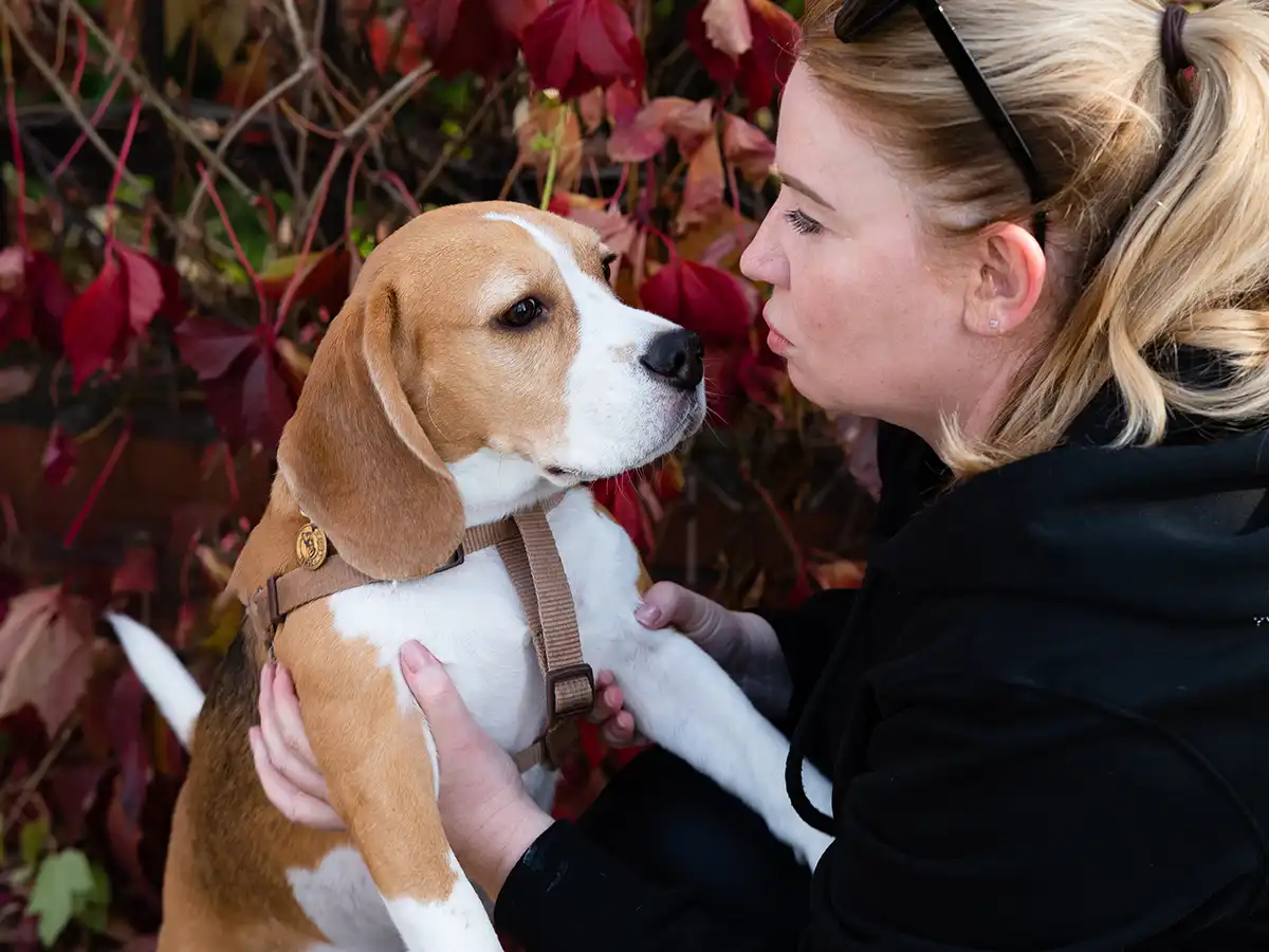 Beagle Adoption: A Comprehensive Guide for Families