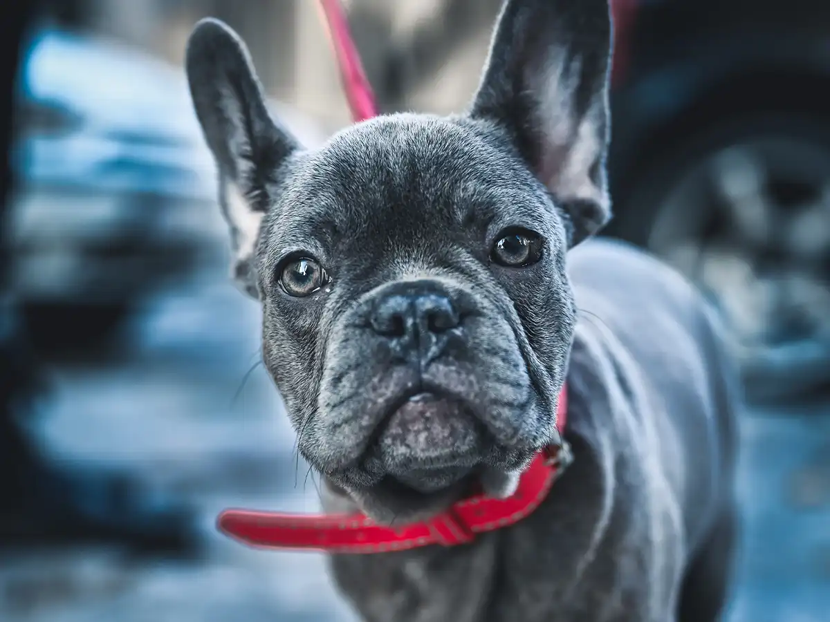 The History of Blue French Bulldogs