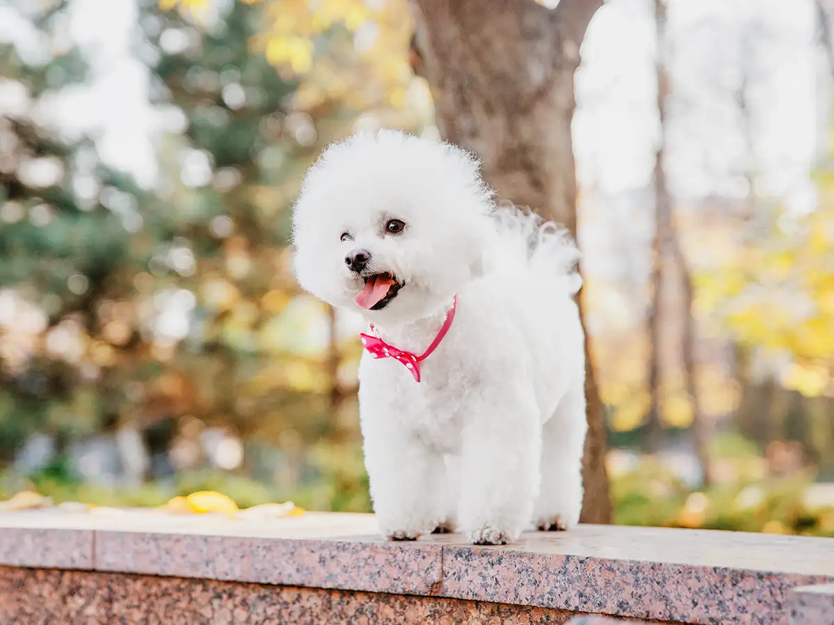 Understanding Bichon Frise Price: A Comprehensive Guide