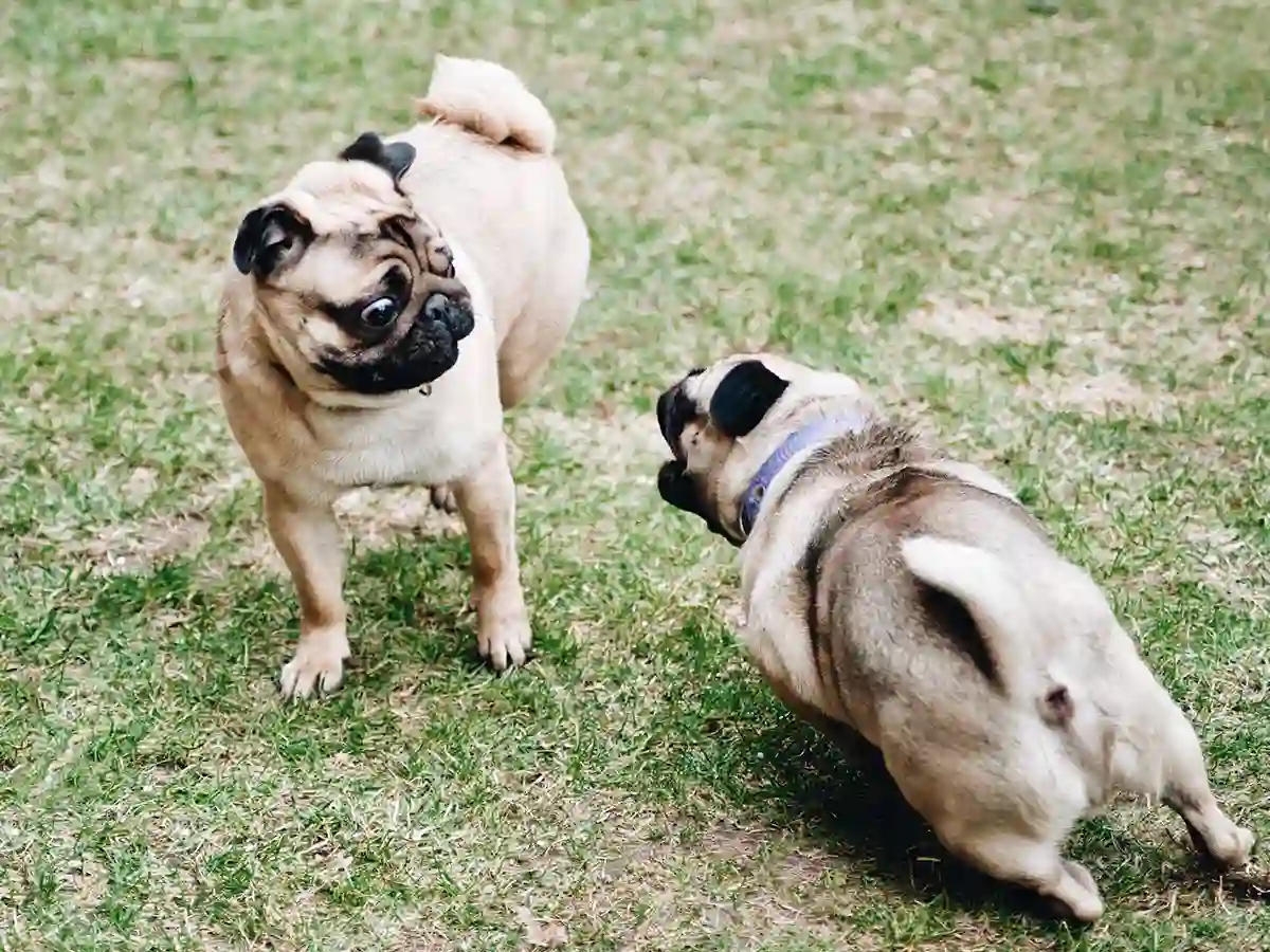 pug playing in the park